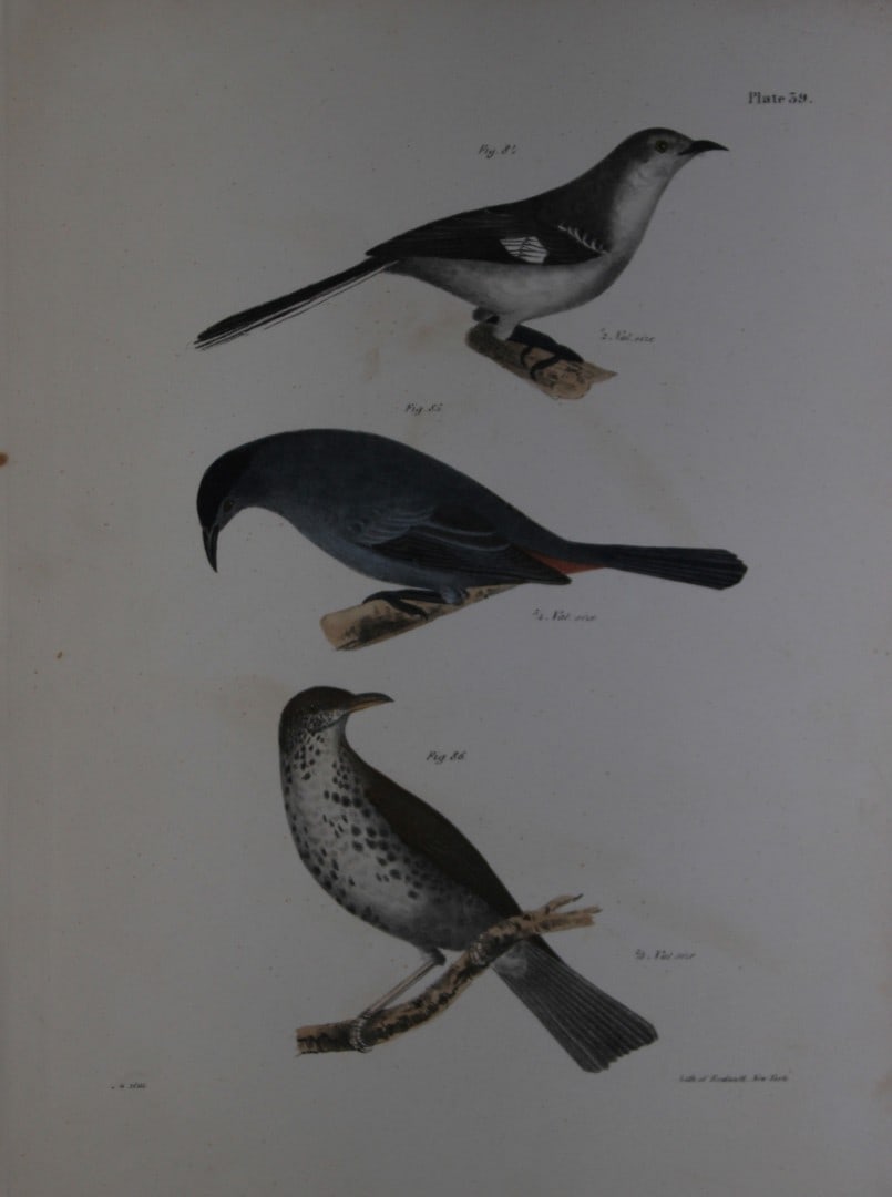James E DeKay - Plate XXXIX The Mocking-bird, The Cat-bird and The Wood Thrush 1844 (1 of 1)