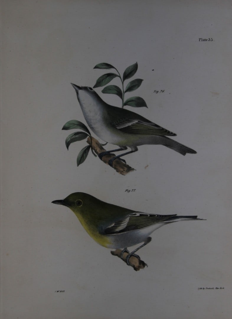 James E DeKay - Plate XXXV The Solitary Greenlet and The Yellow-throated Greenlet 1844: This original and striking 19th century engraving, drawn mostly from living specimens, have been superbly hand painted by professional colourists.James E. DeKay (1792 ? 1851) was an American zoologist