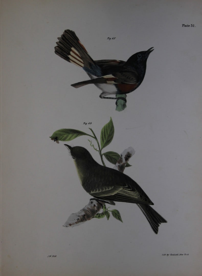James E DeKay - Plate XXXI The American Redstart and The Wood Pewee 1844 (1 of 1)