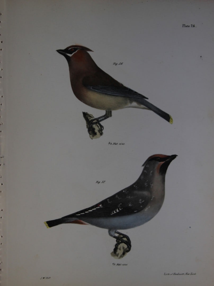 James E DeKay - Plate XXVI The Cedar-bird and The Bohemian Waxwing 1844: This original and striking 19th century engraving, drawn mostly from living specimens, have been superbly hand painted by professional colourists.James E. DeKay (1792 ? 1851) was an American zoologist