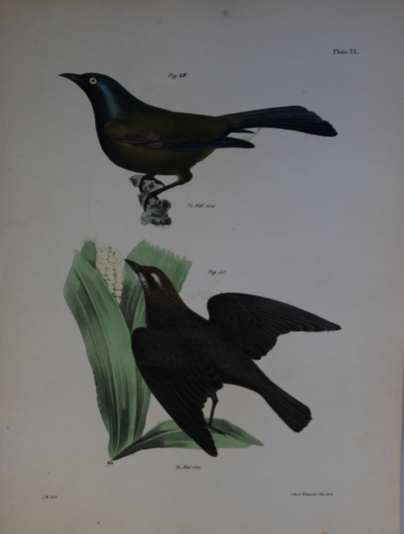 James E DeKay - Plate XXIII The Common Crow Blackbird and The Rusty Crow Blackbird 1844 (1 of 1)