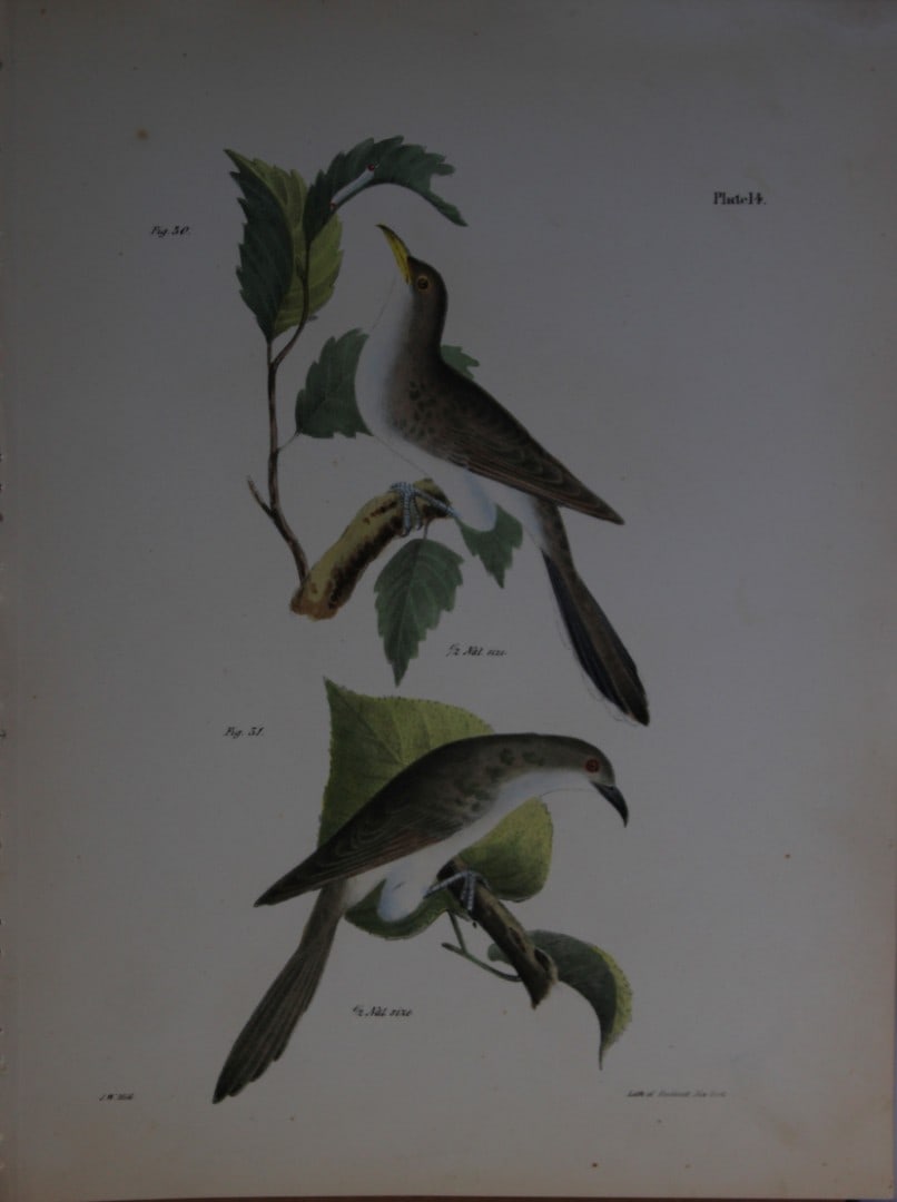 James E DeKay -Plate XIV The Yellow-billed Cuckoo and The Black-billed Cuckoo 1844 (1 of 1)