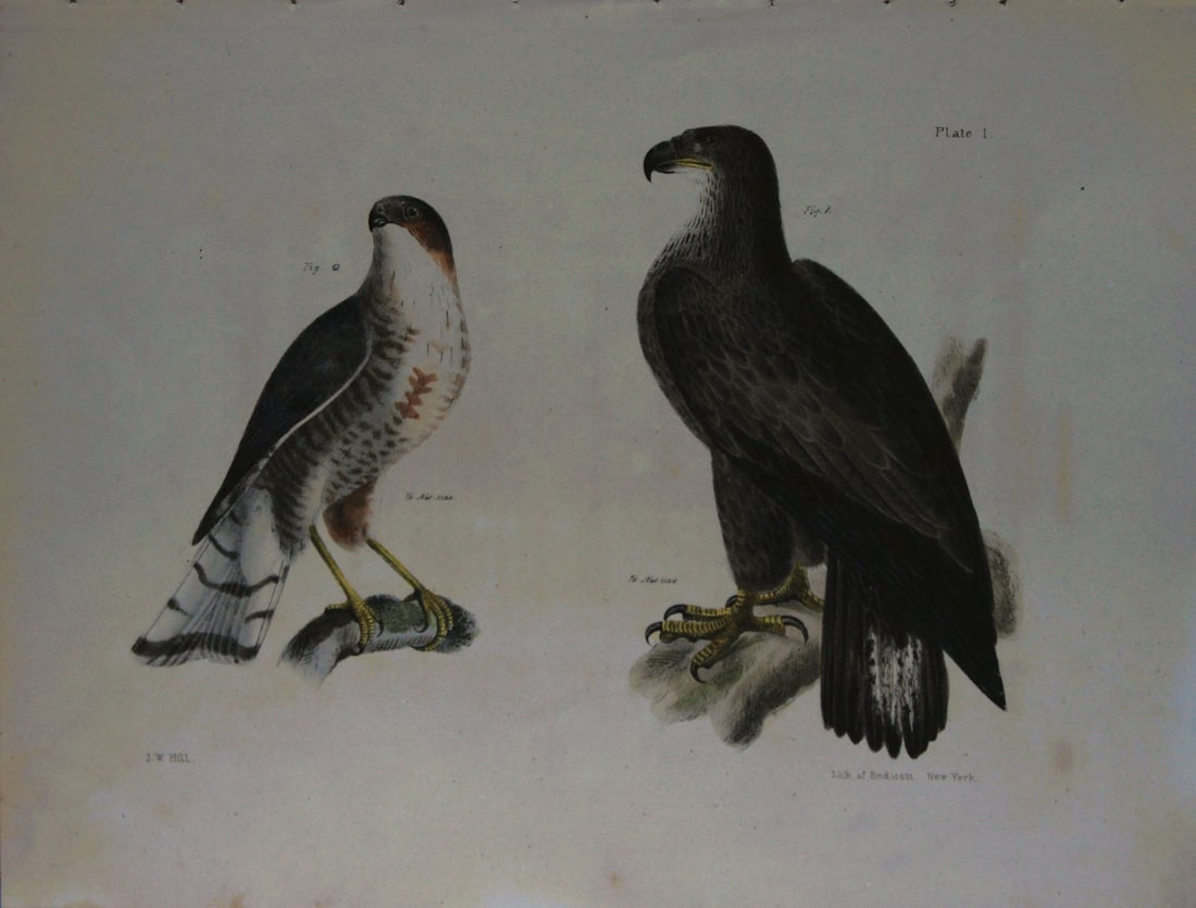 James E DeKay - Plate I The Bald Eagle and The Slate-colored Hawk 1844 (1 of 1)