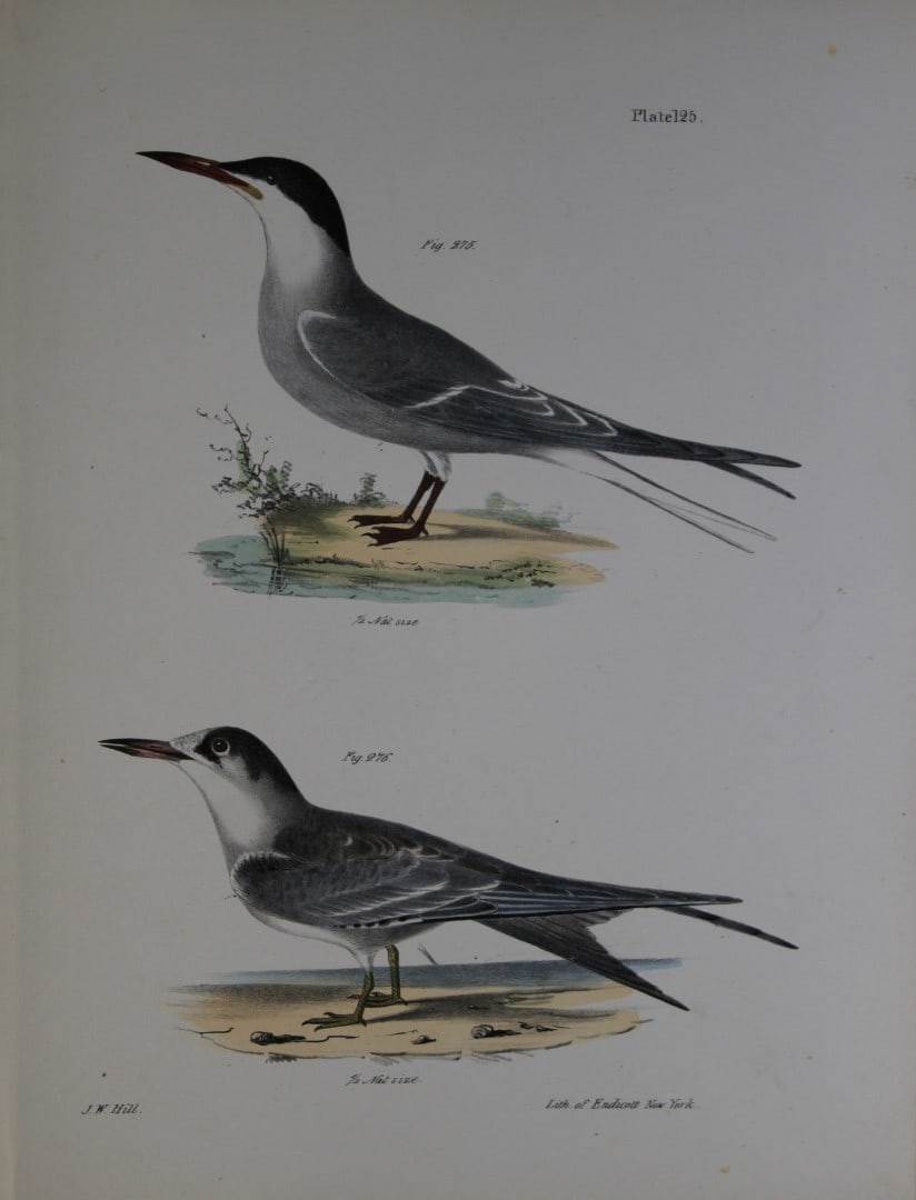 James E DeKay - Plate CXXV The Common Tern, adult and young 1844 (1 of 1)