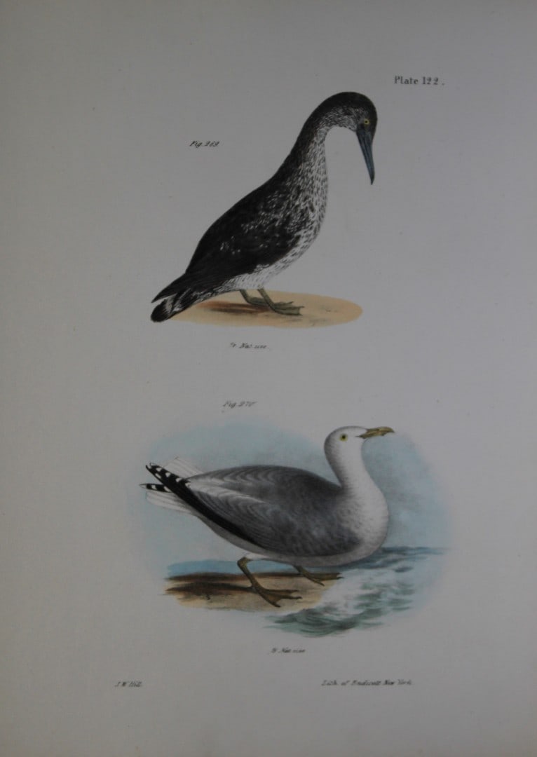 James E DeKay - Plate CXXII The American Gannet, young and The Winter Gull 1844 (1 of 1)