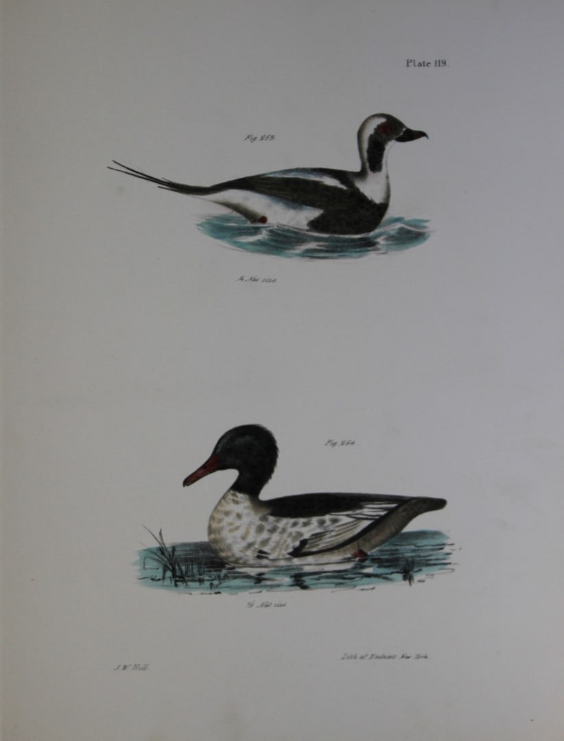 James E DeKay - Plate CXIX The Oldwife and The Buff-breasted Sheldrake 1844: This original and striking 19th century engraving, drawn mostly from living specimens, have been superbly hand painted by professional colourists.James E. DeKay (1792 ? 1851) was an American zoologist