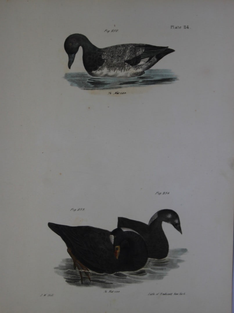 James E DeKay - Plate CXIV The Broadbill and The Surf Duck or Coot, adult and young 1844 (1 of 1)