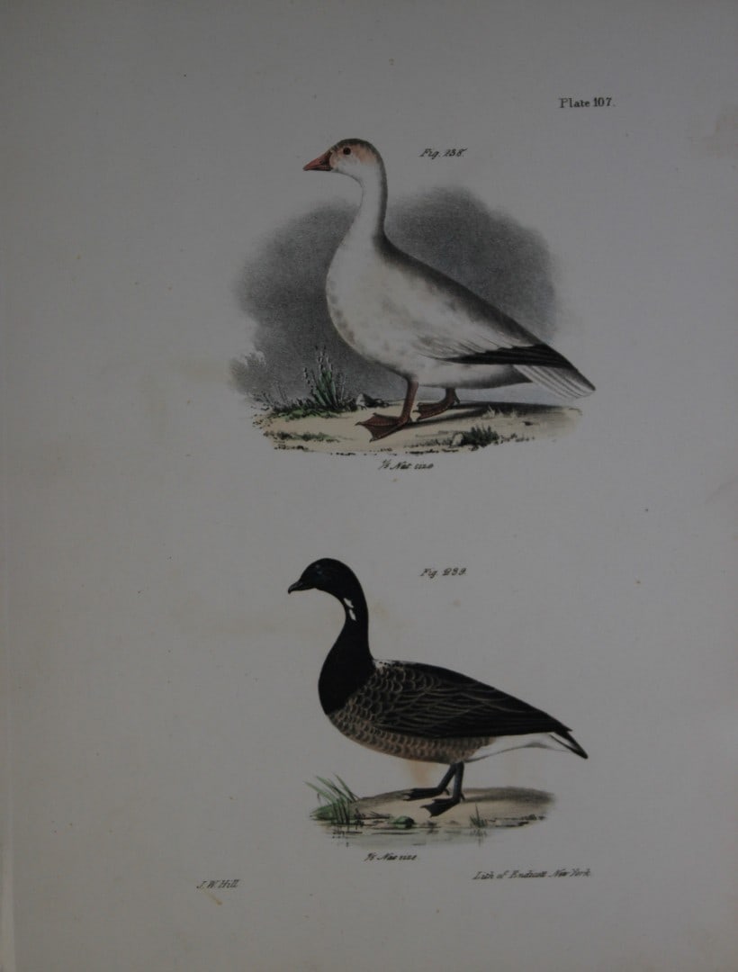 James E DeKay -Plate CVII The Snow Goose and The Brant Goose 1844: This original and striking 19th century engraving, drawn mostly from living specimens, have been superbly hand painted by professional colourists.James E. DeKay (1792 ? 1851) was an American zoologist