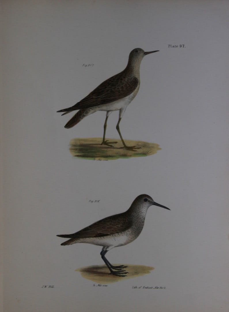 James E DeKay - Plate XCVII The Ruff and The Red-breasted Sandpiper 1844 (1 of 1)