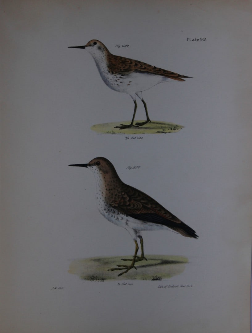 James E DeKay - Plate XCII - Wilson's Sandpiper 1844: This original and striking 19th century engraving, drawn mostly from living specimens, have been superbly hand painted by professional colourists.James E. DeKay (1792 ? 1851) was an American zoologist
