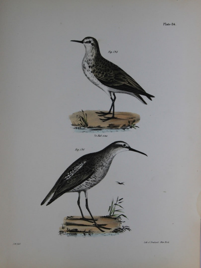 James E DeKay - Plate LXXXVI The Semipalmated Sandpiper and The Long-legged Sandpiper 1844: This original and striking 19th century engraving, drawn mostly from living specimens, have been superbly hand painted by professional colourists.James E. DeKay (1792 ? 1851) was an American zoologist