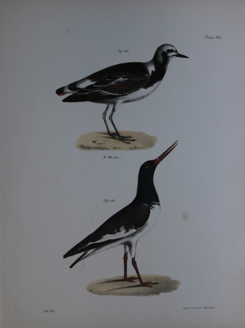 James E DeKay - Plate LXXX The Turnstone and The Mantled Oyster-catcher 1844: This original and striking 19th century engraving, drawn mostly from living specimens, have been superbly hand painted by professional colourists.James E. DeKay (1792 ? 1851) was an American zoologist