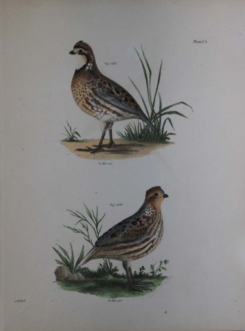 James E DeKay - Plate LXXV The American Quail, male and female 1844: This original and striking 19th century engraving, drawn mostly from living specimens, have been superbly hand painted by professional colourists.James E. DeKay (1792 ? 1851) was an American zoologist