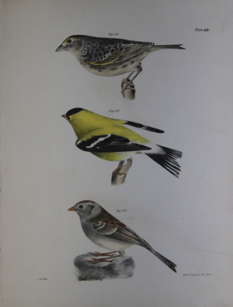 James E DeKay - Plate LXVI The Yellow-winged Bunting, The Yellowbird and The Field Bunting 1844: This original and striking 19th century engraving, drawn mostly from living specimens, have been superbly hand painted by professional colourists.James E. DeKay (1792 ? 1851) was an American zoologist