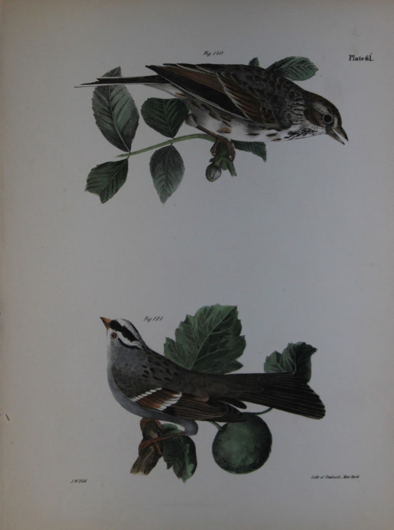 James E DeKay - Plate LXI The Bay-winged Sparrow and The White-throated Sparrow 1844 (1 of 1)