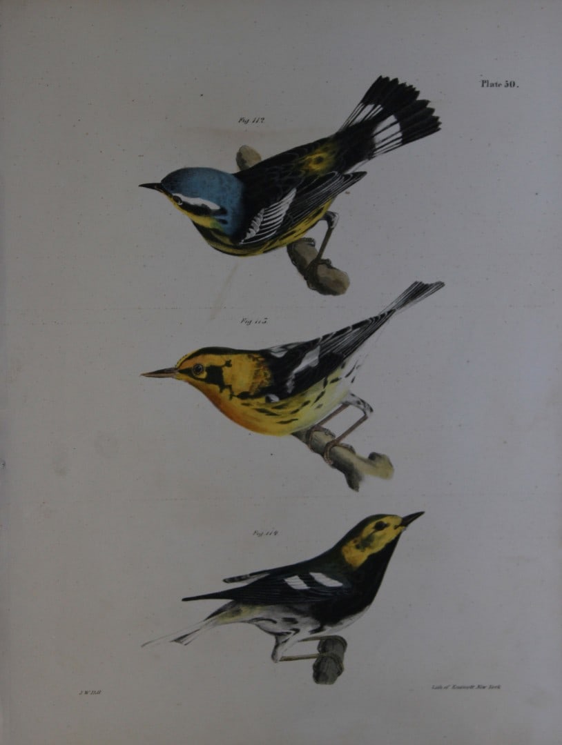 James E DeKay - Plate L The Spotted Warbler, The Blackburnian Warbler and The Black-throated Green: This original and striking 19th century engraving, drawn mostly from living specimens, have been superbly hand painted by professional colourists.James E. DeKay (1792 ? 1851) was an American zoologist