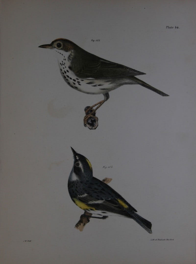 James E DeKay - Plate XLVI The Oven-bird and The Myrtle-bird 1844: This original and striking 19th century engraving, drawn mostly from living specimens, have been superbly hand painted by professional colourists.James E. DeKay (1792 ? 1851) was an American zoologist
