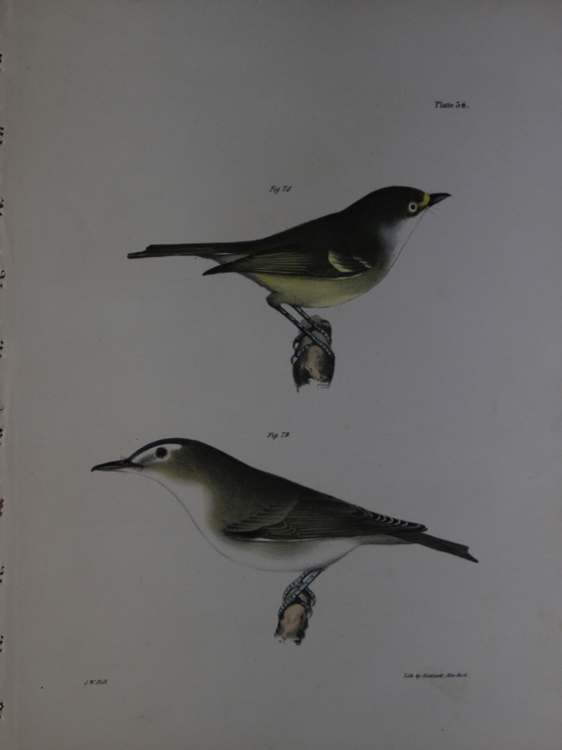 James E DeKay - Plate XXXVI The White-eyed Greenlet and The Red-eyed Greenlet 1844: This original and striking 19th century engraving, drawn mostly from living specimens, have been superbly hand painted by professional colourists.James E. DeKay (1792 ? 1851) was an American zoologist