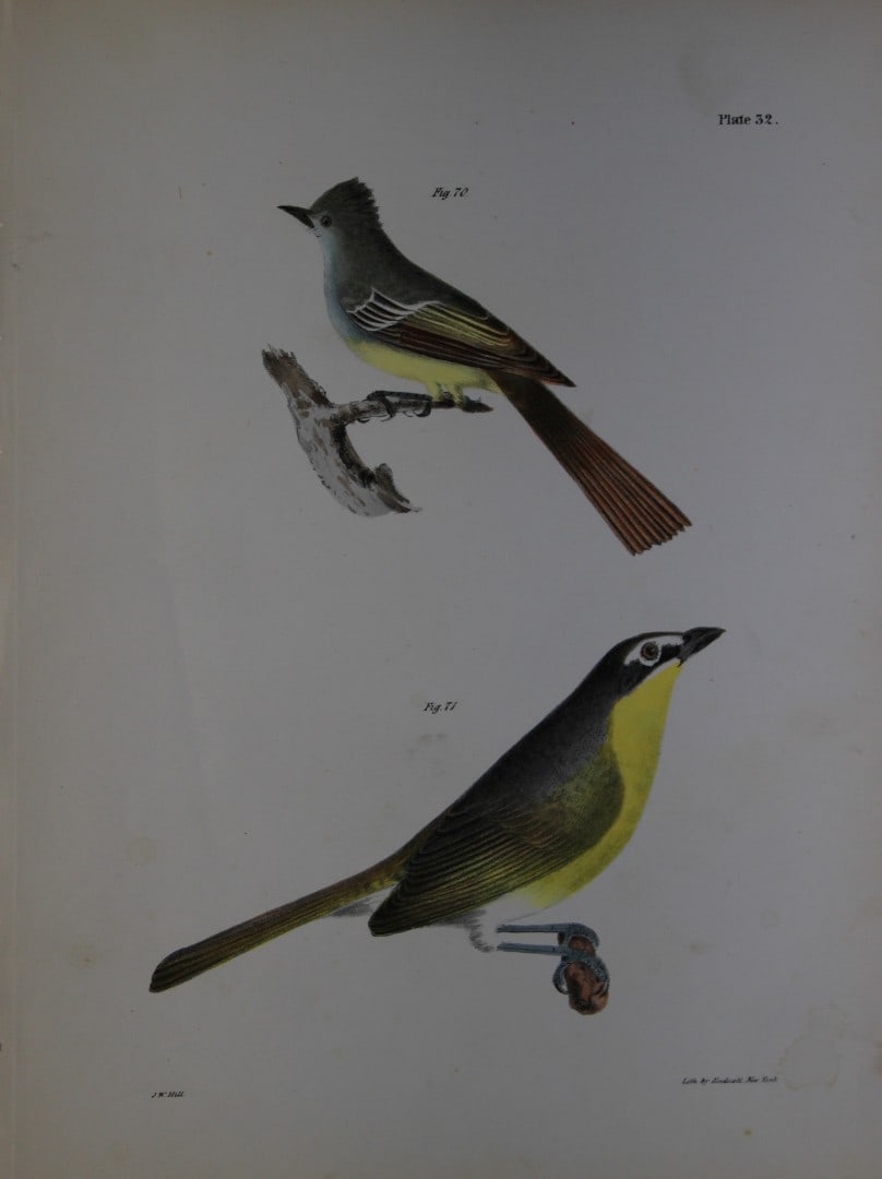 James E DeKay - Plate XXXII The Yellow-breasted Chat and The Great-crested Kingbird 1844: This original and striking 19th century engraving, drawn mostly from living specimens, have been superbly hand painted by professional colourists.James E. DeKay (1792 ? 1851) was an American zoologist