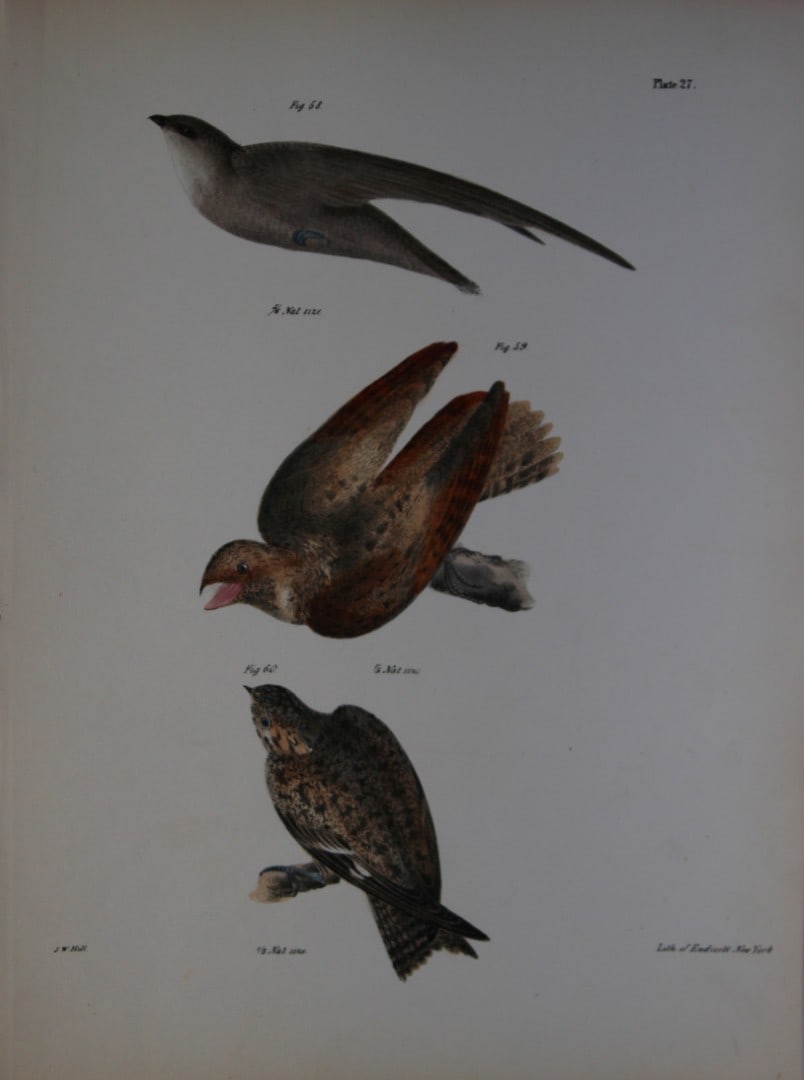 James E DeKay - Plate XXVII The Chimney Swallow, The Whippoorwill and The Nighthawk 1844 (1 of 1)