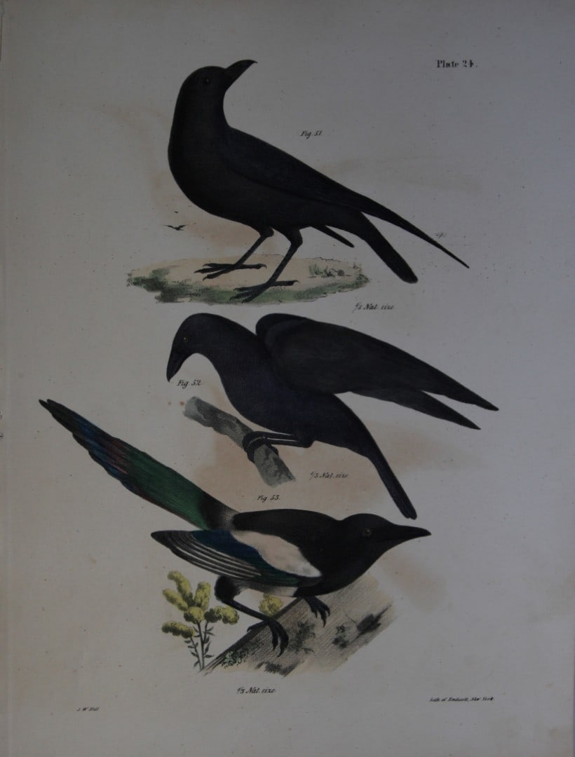 James E DeKay - Plate XXIV The Raven, The Common Crow and The Magpie 1844 (1 of 1)