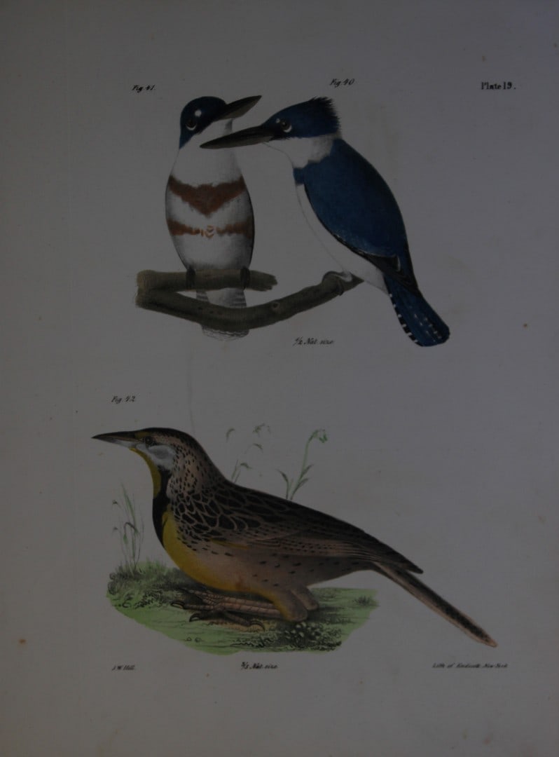 James E DeKay - Plate XIX The Belted Kingfisher and The Meadow Lark 1844 (1 of 1)