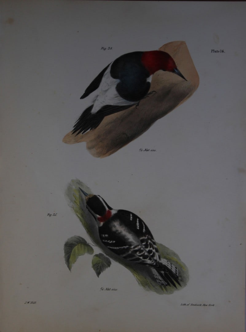 James E DeKay - Plate XVI The Red-headed Woodpecker and The Downy Woodpecker 1844 (1 of 1)