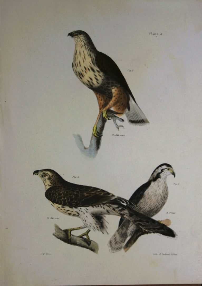 James E DeKay - Plate II The Rough-legged Buzzard and The American Goshawk 1844 (1 of 1)