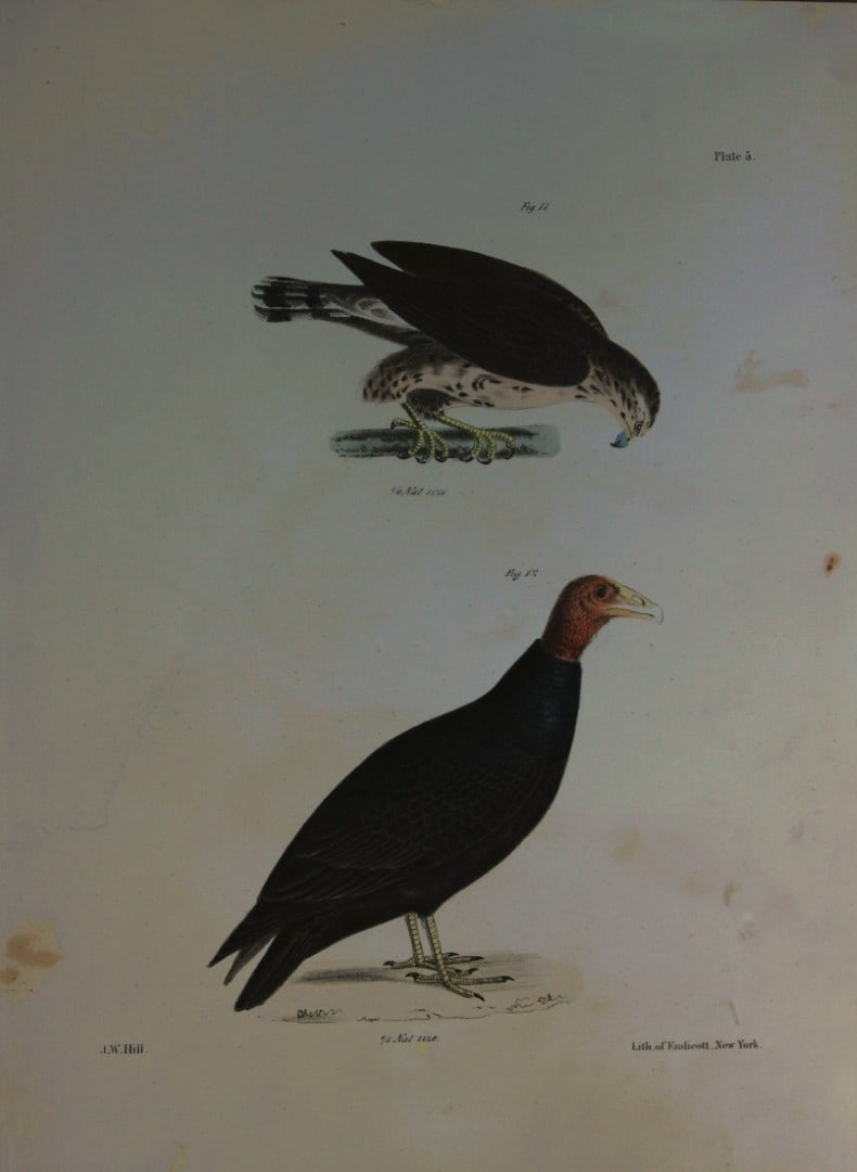 James E DeKay - Plate V The Broad-winged Buzzard and The Turkey Buzzard 1844 (1 of 1)