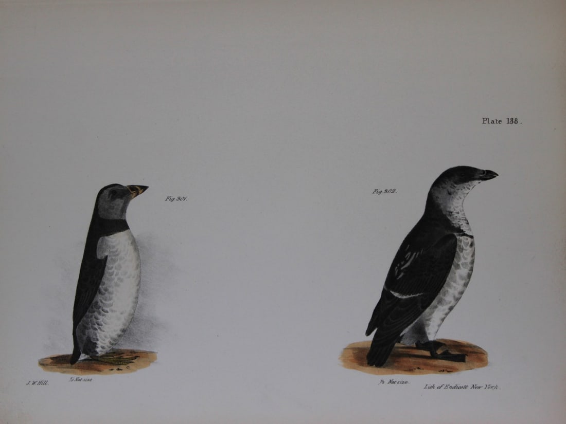 James E DeKay - Plate CXXXVIII The Arctic Puffin and The Sea Dove 1844: This original and striking 19th century engraving, drawn mostly from living specimens, have been superbly hand painted by professional colourists.James E. DeKay (1792 ? 1851) was an American zoologist