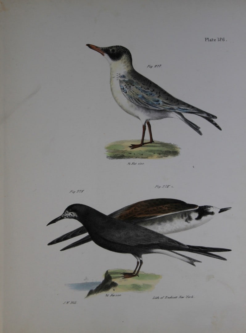 James E DeKay - Plate CXXVI The Cayenne Tern and The Black Tern 1844 (1 of 1)