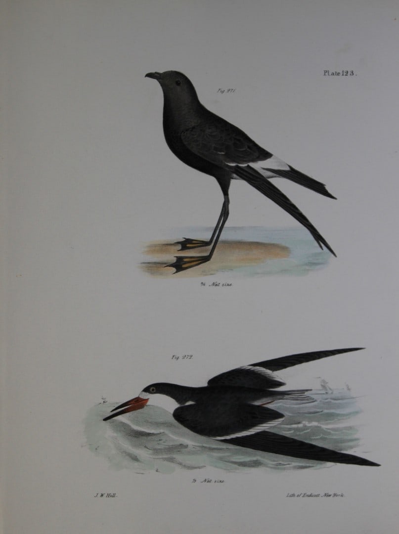 James E DeKay - Plate CXXIII Wilson's Petrel and The Black Skimmer 1844: This original and striking 19th century engraving, drawn mostly from living specimens, have been superbly hand painted by professional colourists.James E. DeKay (1792 ? 1851) was an American zoologist
