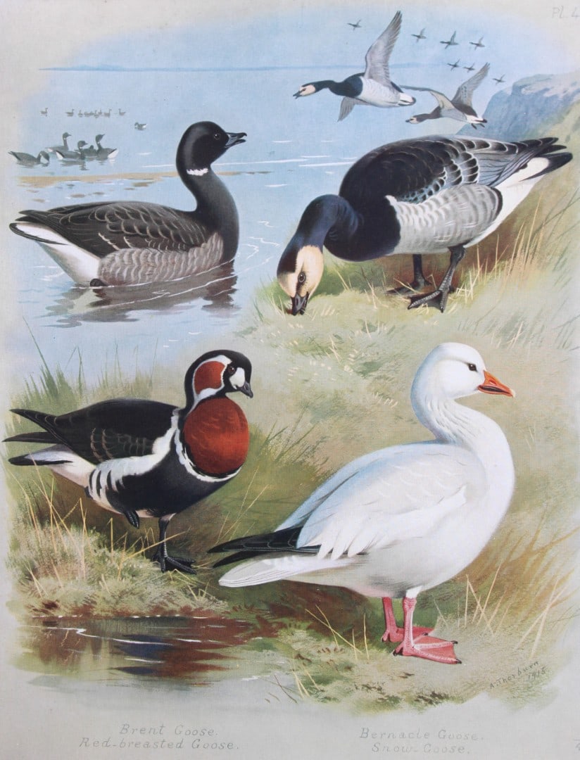 Archibald Thorburn - Chromolithograph of Geese 1915: This chromolithograph is from British Birds by Archibald Thorburn. Published in 1915 by Longmans, Green and Co, London. Size: approx. 12in x 9.5in (31cm x 24cm)