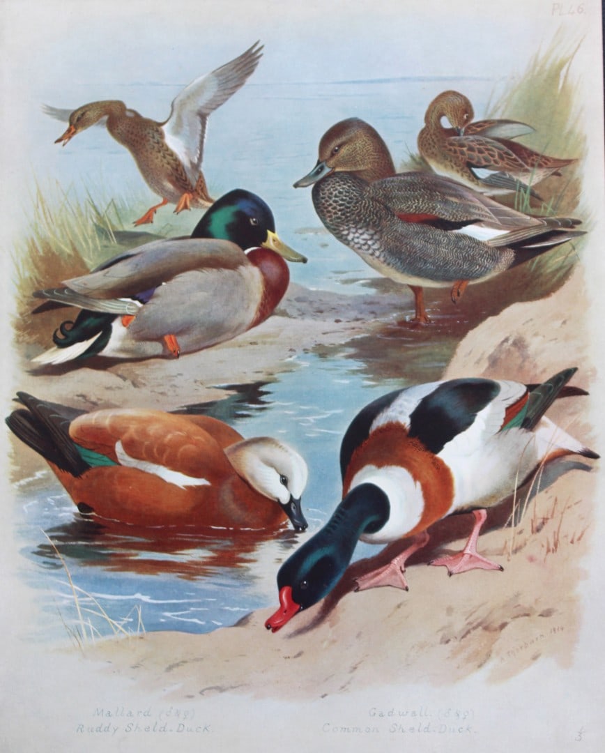 Archibald Thorburn - Chromolithograph of Ducks 1915: This chromolithograph is from British Birds by Archibald Thorburn. Published in 1915 by Longmans, Green and Co, London. Size: approx. 12in x 9.5in (31cm x 24cm)