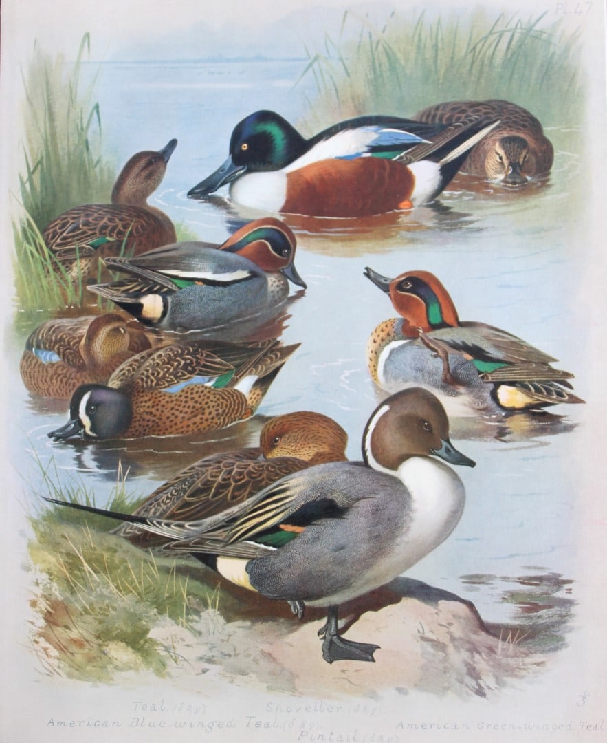 Archibald Thorburn - Chromolithograph of Ducks 1915: This chromolithograph is from British Birds by Archibald Thorburn. Published in 1915 by Longmans, Green and Co, London. Size: approx. 12in x 9.5in (31cm x 24cm)