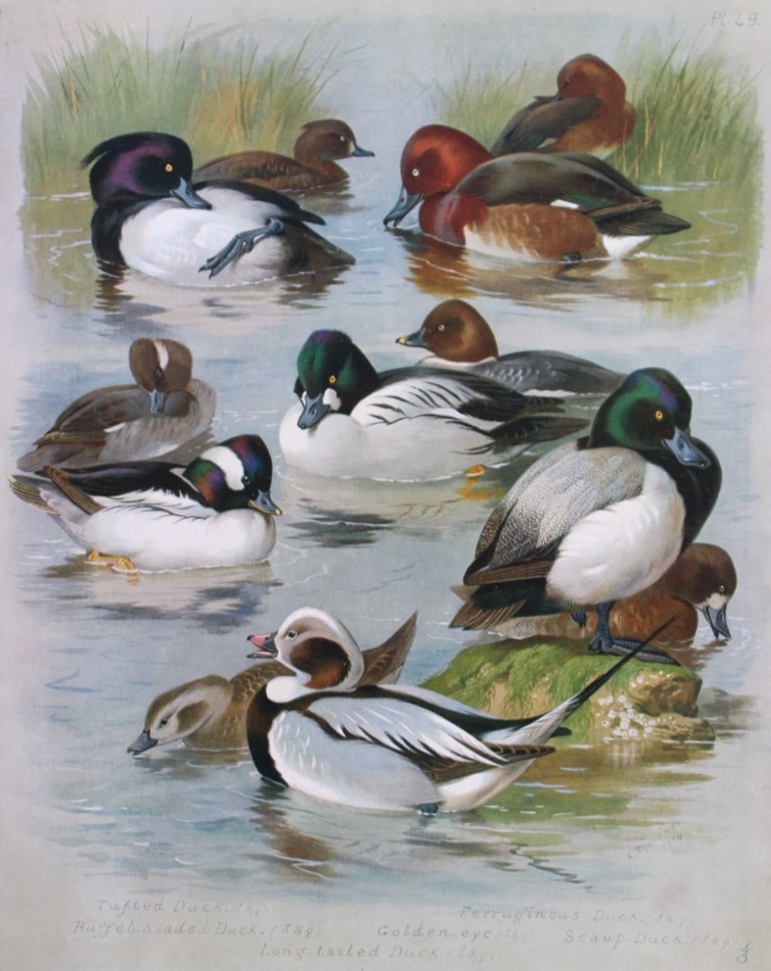 Archibald Thorburn - Chromolithograph of Ducks 1915: This chromolithograph is from British Birds by Archibald Thorburn. Published in 1915 by Longmans, Green and Co, London. Size: approx. 12in x 9.5in (31cm x 24cm)