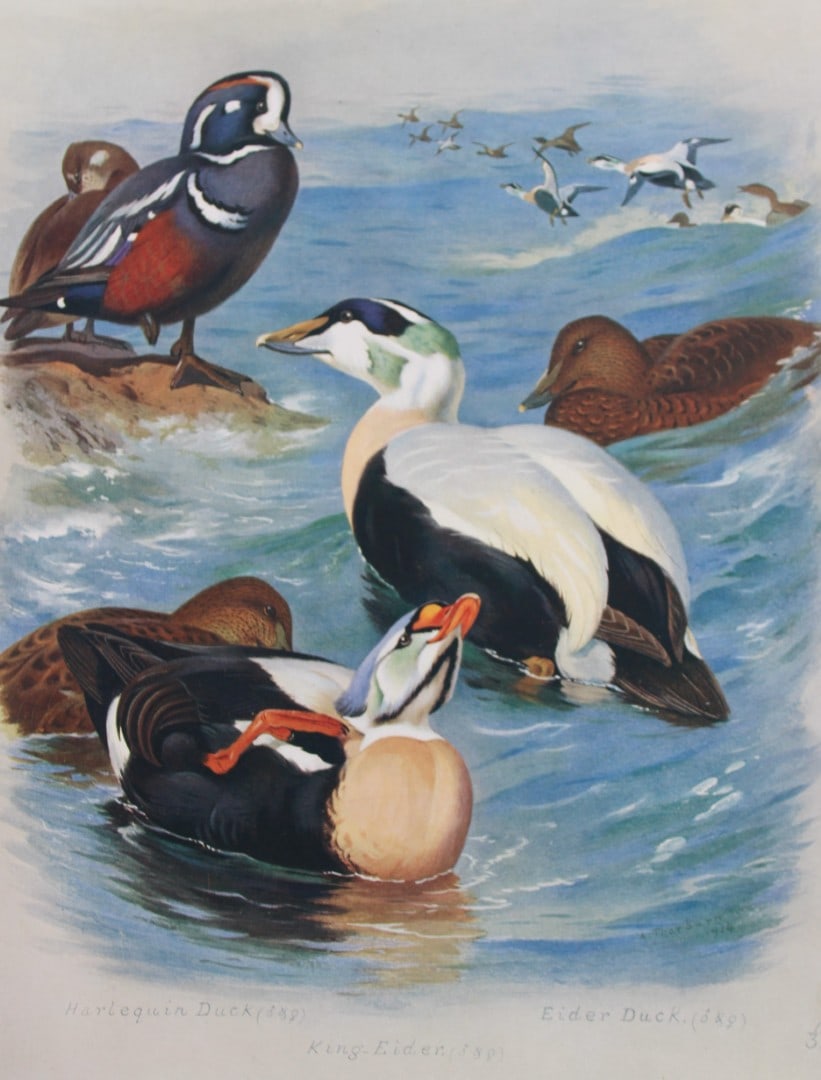Archibald Thorburn - Chromolithograph of Ducks 1915: This chromolithograph is from British Birds by Archibald Thorburn. Published in 1915 by Longmans, Green and Co, London. Size: approx. 12in x 9.5in (31cm x 24cm)