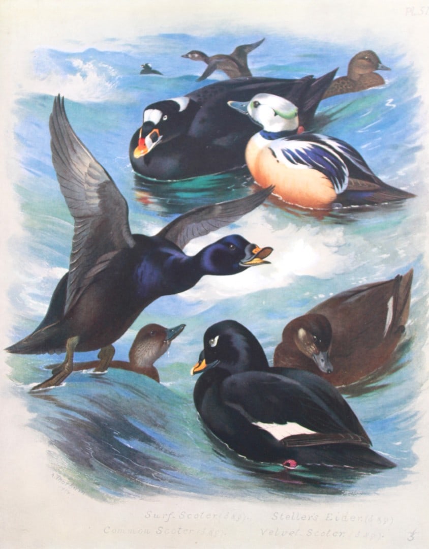 Archibald Thorburn - Chromolithograph of Ducks 1915: This chromolithograph is from British Birds by Archibald Thorburn. Published in 1915 by Longmans, Green and Co, London. Size: approx. 12in x 9.5in (31cm x 24cm)