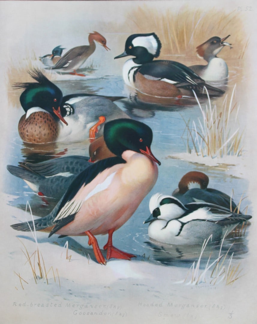 Archibald Thorburn - Chromolithograph of Ducks 1915: This chromolithograph is from British Birds by Archibald Thorburn. Published in 1915 by Longmans, Green and Co, London. Size: approx. 12in x 9.5in (31cm x 24cm)