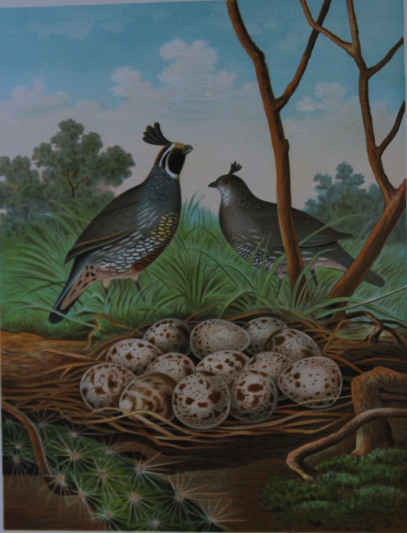 Thomas Gentry - Valley Quail of California by Edwin Sheppard 1882: This beautifully illustrated chromolithograph print is from the first edition of Nests and Eggs of Birds of The United States by Thomas Gentry, published by JA Wagenseller, Philadelphia 1882. Gentry w