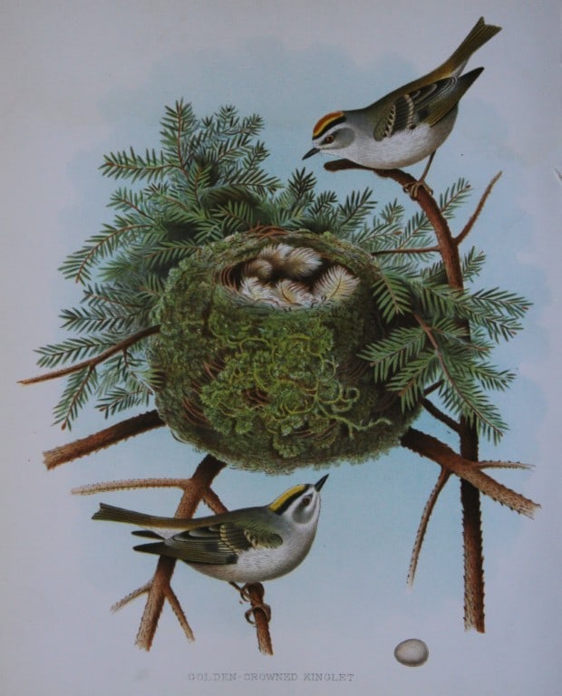 Thomas Gentry - Golden-crowned Kinglet by Edwin Sheppard 1882: This beautifully illustrated chromolithograph print is from the first edition of Nests and Eggs of Birds of The United States by Thomas Gentry, published by JA Wagenseller, Philadelphia 1882. Gentry w