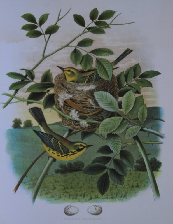 Thomas Gentry - Prairie Warbler by Edwin Sheppard 1882: This beautifully illustrated chromolithograph print is from the first edition of Nests and Eggs of Birds of The United States by Thomas Gentry, published by JA Wagenseller, Philadelphia 1882. Gentry w