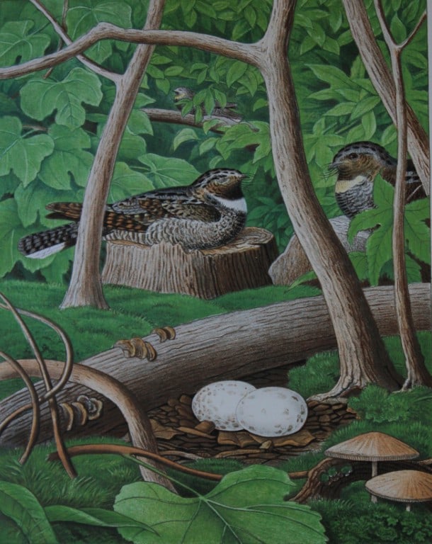 Thomas Gentry - Whippoorwill by Edwin Sheppard 1882: This beautifully illustrated chromolithograph print is from the first edition of Nests and Eggs of Birds of The United States by Thomas Gentry, published by JA Wagenseller, Philadelphia 1882. Gentry w