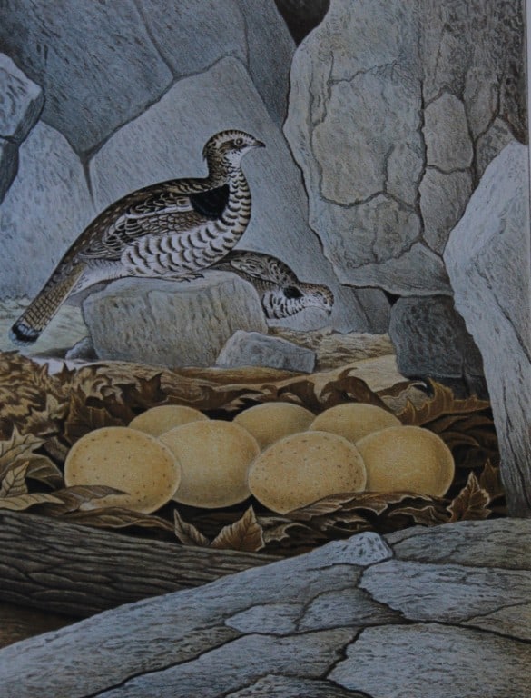 Thomas Gentry - Ruffed Grouse by Edwin Sheppard 1882: This beautifully illustrated chromolithograph print is from the first edition of Nests and Eggs of Birds of The United States by Thomas Gentry, published by JA Wagenseller, Philadelphia 1882. Gentry w