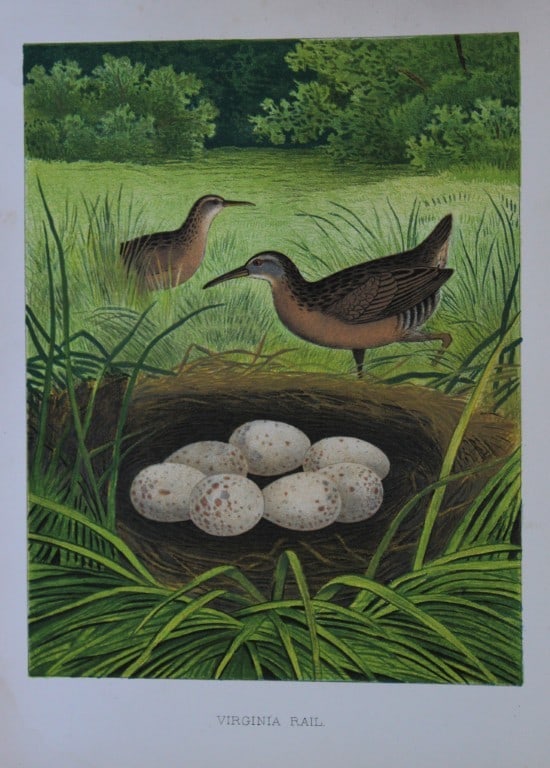 Thomas Gentry - Virginia Rail by Edwin Sheppard 1882: This beautifully illustrated chromolithograph print is from the first edition of Nests and Eggs of Birds of The United States by Thomas Gentry, published by JA Wagenseller, Philadelphia 1882. Gentry w