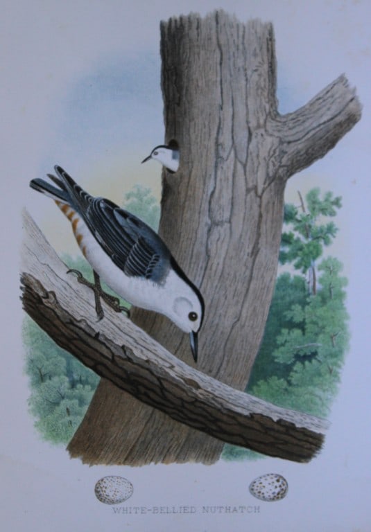 Thomas Gentry - White-bellied Nuthatch by Edwin Sheppard 1882: This beautifully illustrated chromolithograph print is from the first edition of Nests and Eggs of Birds of The United States by Thomas Gentry, published by JA Wagenseller, Philadelphia 1882. Gentry w