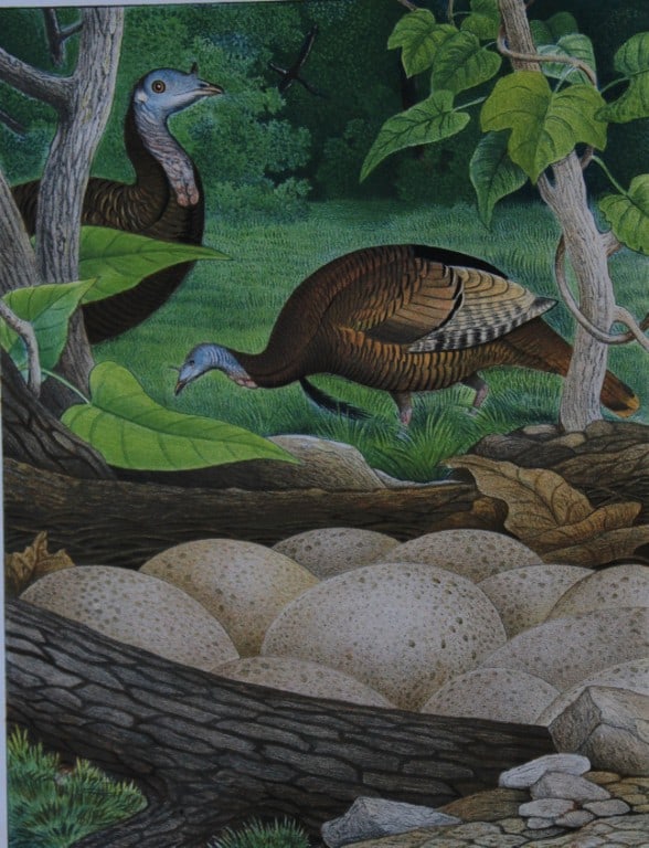 Thomas Gentry - Wild Turkey by Edwin Sheppard 1882: This beautifully illustrated chromolithograph print is from the first edition of Nests and Eggs of Birds of The United States by Thomas Gentry, published by JA Wagenseller, Philadelphia 1882. Gentry w