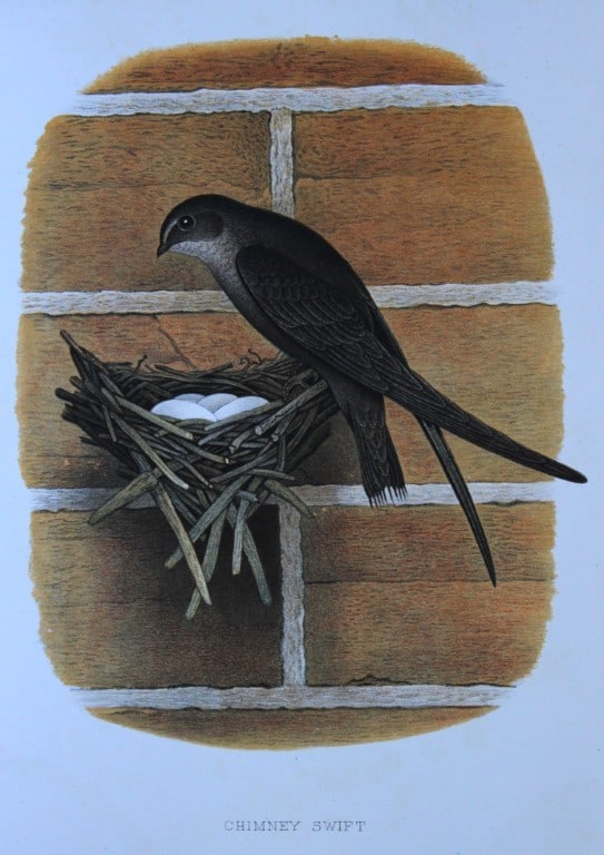 Thomas Gentry - Chimney Swift by Edwin Sheppard 1882: This beautifully illustrated chromolithograph print is from the first edition of Nests and Eggs of Birds of The United States by Thomas Gentry, published by JA Wagenseller, Philadelphia 1882. Gentry w