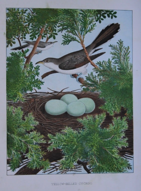 Thomas Gentry - Yellow-billed Cuckoo with nest and eggs by Edwin Sheppard 1882: This beautifully illustrated chromolithograph print is from the first edition of Nests and Eggs of Birds of The United States by Thomas Gentry, published by JA Wagenseller, Philadelphia 1882. Gentry w