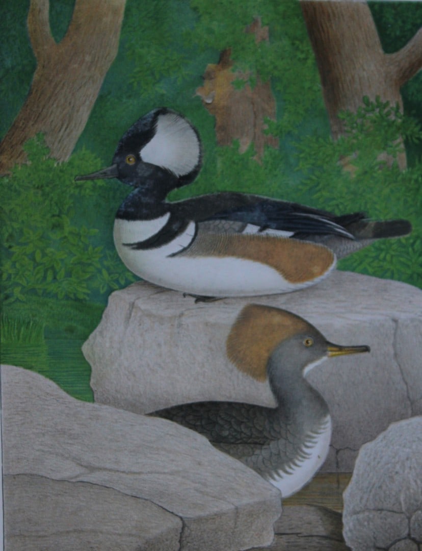 Thomas Gentry - Hooded Sheldrake by Edwin Sheppard 1882: This beautifully illustrated chromolithograph print is from the first edition of Nests and Eggs of Birds of The United States by Thomas Gentry, published by JA Wagenseller, Philadelphia 1882. Gentry w